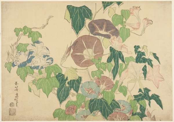 Hokusai pack